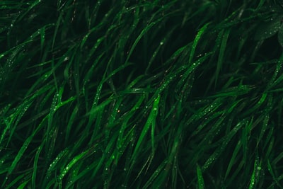 近景摄影中的绿草